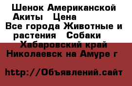 Шенок Американской Акиты › Цена ­ 35 000 - Все города Животные и растения » Собаки   . Хабаровский край,Николаевск-на-Амуре г.